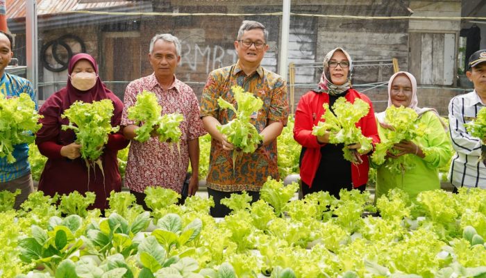Pj Walikota Panen Sayur Hasil Kelompok Wanita Tani Kemuning