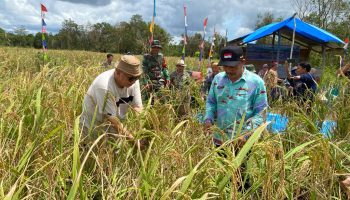 Bupati Bangka Barat Penen Padi Bersama Warga Pelangas