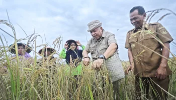 Bupati Ingin Produksi Padi Ladang Lebih Meningkat
