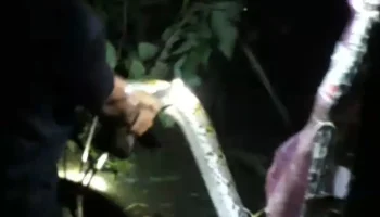 Warga Toboali Tangkap Ular Piton Sepanjang 3 Meter