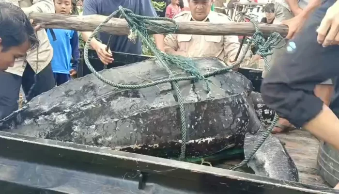 Penyu Buntung Terdampar di Pantai Tanjung Ular