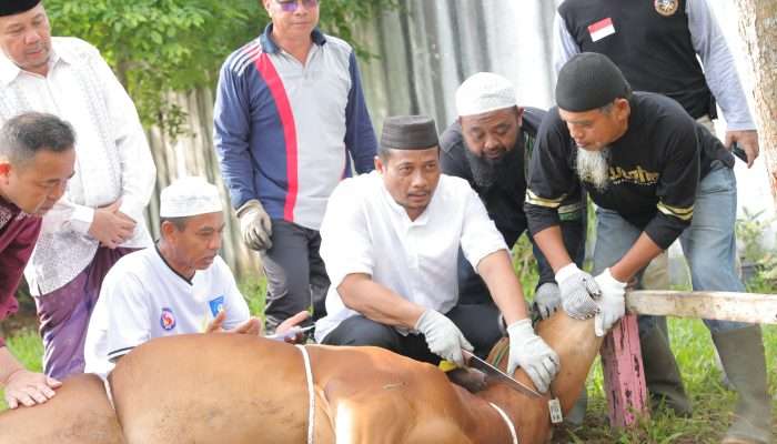 Idul Adha 1445 H, Pemprov Babel Potong 17 Ekor Sapi