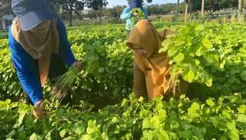 Hasil Panen Kebun PKK Cikar, Diserbu Warga