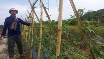 PT Timah Kembangkan Bekas Lahan Tambang Jadi Kawasan Agroforestri