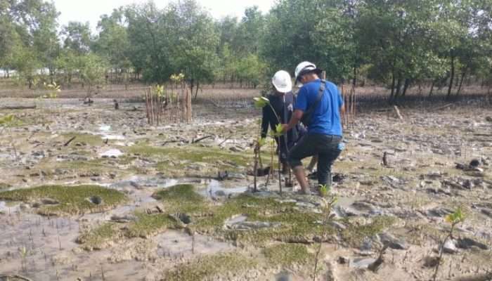 PT Timah Kembali Tanam 2500 Pohon Mangrove di Pantai Gemuruh Untuk Cegah Abrasi