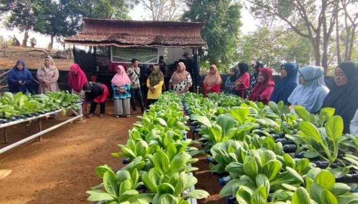 PT Timah Cetuskan Program Mendukung Ketahanan dan Pengembangan Pertanian di Lingkar Tambang