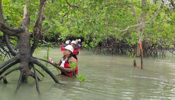 PT Timah Komitmen Menjaga Keseimbangan Ekosistem Pesisir
