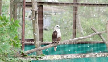 PT Timah Perkuat Komitmen dalam Konservasi Satwa untuk Kelestarian Alam