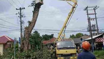 PT Timah dan PLN Melakukan Penebangan Pohon Berisiko di Kawasan Mentok