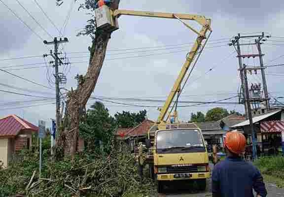 PT Timah dan PLN Melakukan Penebangan Pohon Berisiko di Kawasan Mentok