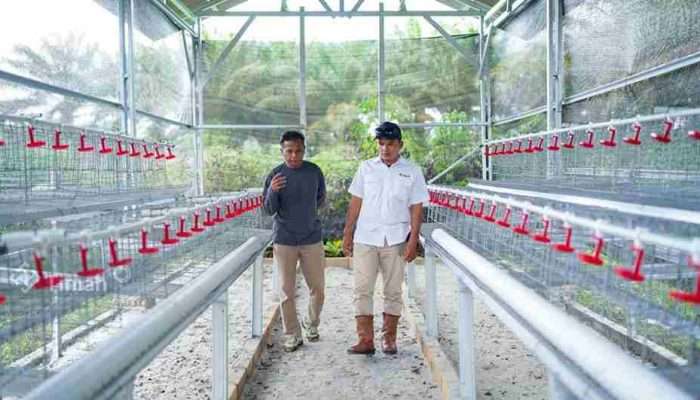 PT Timah Serahkan Bantuan Usaha Budidaya Ayam Petelur di Bangka Barat