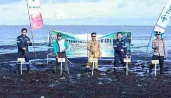 PT Timah Tanam 3000 Mangrove di Pantai Sesai Party Beach untuk Cegah Abrasi dan Jaga Ekosistem Pesisir