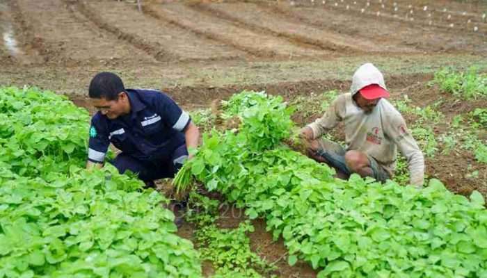 Farm Estate Tanjung Ular PT Timah, Manfaatkan Lahan untuk Dukung Asta Cita