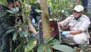 PT Timah Dukung Pelepasliaran Satwa Endemik di Hari Primata