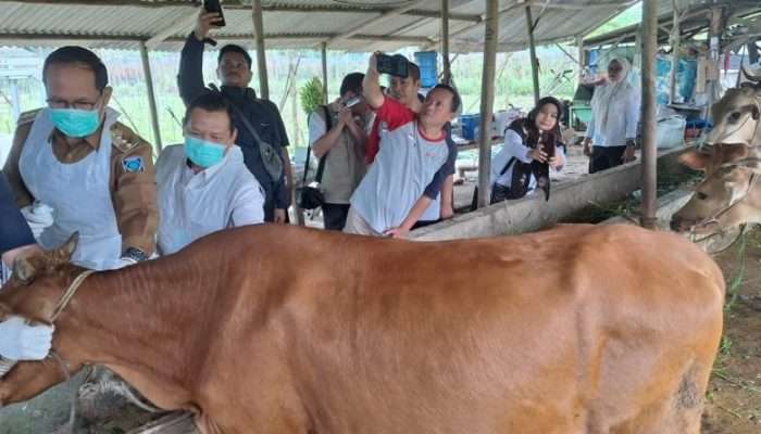 Pemprov Babel Lakukan Vaksinasi Ternak Mengantisipasi Penyebaran Virus PMK