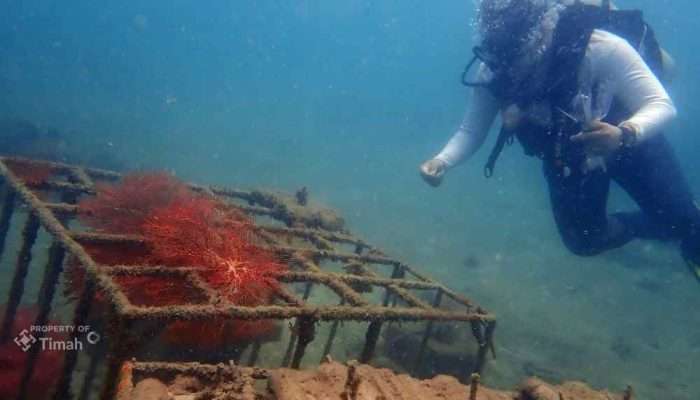 PT Timah Tenggelamkan Ribuan Artificial Reef Dalam Lima Tahun Terakhir