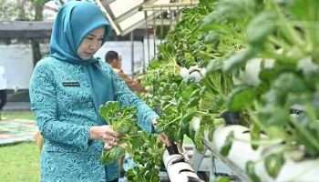 Penjabat Ketua TP PKK Banyuasin Optimalkan Panen Sayur Hidroponik