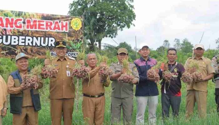 Penjabat Gubernur Babel Panen Bawang Merah di Mesu