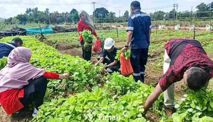 Farm Estate Tanjung Ular Ciptakan Kesempatan Kerja Bagi Masyarakat