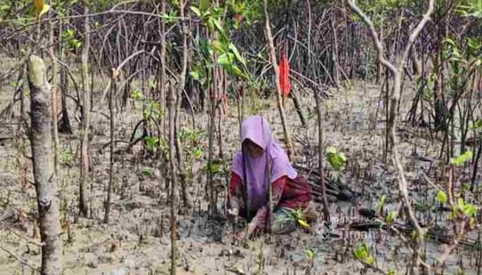 PT Timah Tbk Tanam 12 Ribu Bibit Mangrove untuk Jaga Ekosistem Pesisir Kundur