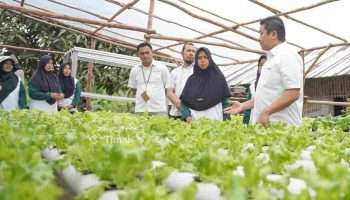 PT Timah Bersama Kelompok Hidroponik Lanjut Bestari, Bangun Ketahanan Pangan dari Desa