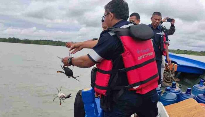 PT Timah Tbk Tebar 300 Bibit Kepiting Bakau di Pantai Kundur