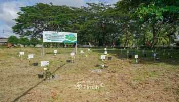 PT Timah Bersama PLN dan METI Tanam 1500 Pohon Angsana di Taman Energi Balai Karya