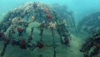 Artificial reef PT Timah di Rambak Berhasil Menjadi Karang Alami