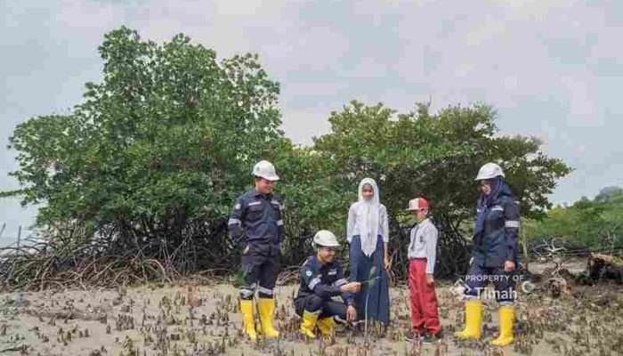 PT Timah Tanam Ratusan Ribu Mangrove Dukung Target Net Zero Emission