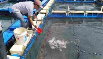 Bersama PT Timah Pokdakan Tuah Bersatu Terus Berkembang