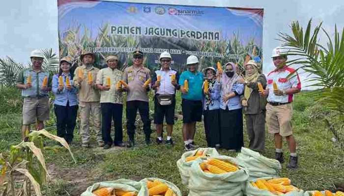 Polsek Kelapa Panen Jagung, Dorong Ketahanan Pangan di Bangka Barat