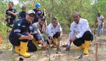 Langkah Berkelanjutan PT Timah Dalam Melestarikan Lingkungan, Tanam 2500 Bibit Mangrove di Karimun