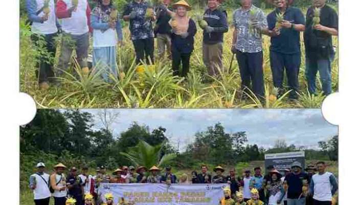 PT Timah dan Kelompok Tani Air Jelutung Desa Badau Sulap Lahan Bekas Tambang Jadi Kebun Nanas