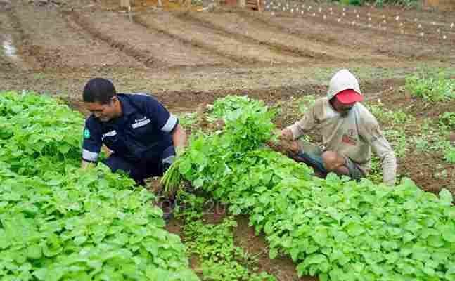 PT Timah Mendukung Program Ketahanan Pangan, Giatkan Sektor Pertanian