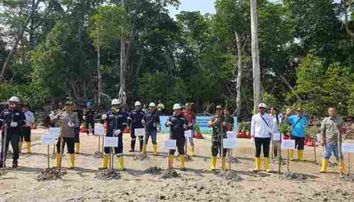 PT Timah Tanam Ribuan Pohon Mangrove di Pesisir Pantai Tanjung Labun untuk Cegah Abrasi
