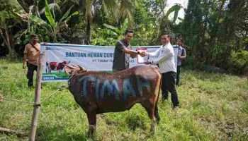 PT Timah Distribusikan Hewan Kurban ke Masyarakat di Kabupaten Kepulauan Meranti