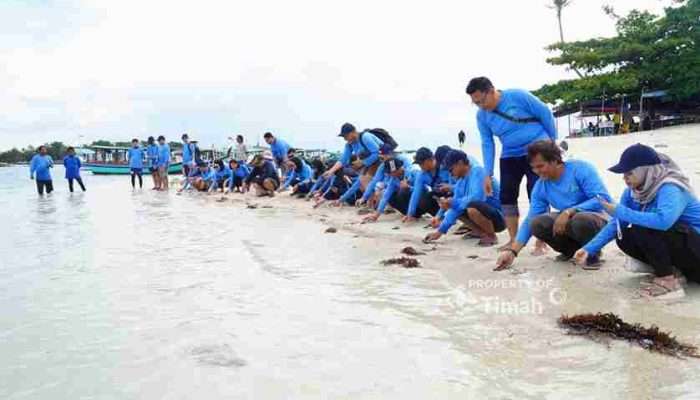 PT Timah Tbk Bersama AAI Sumbagsel Lepasliar Tukik Sisik di Pulau Kelayang