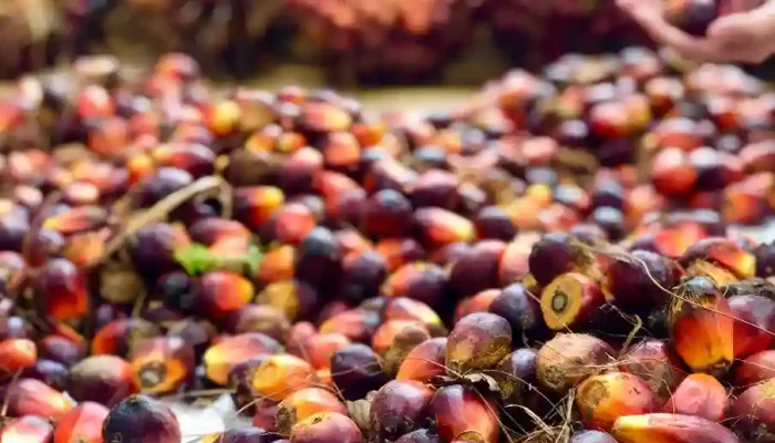 Harga TBS di Sumsel Awal Juli Turun Tipis Rp92,67 per Kg