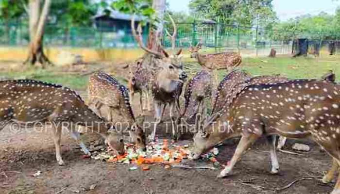 PT Timah Laksanakan Program Kehati Hingga Pusat Penyelamatan Satwa