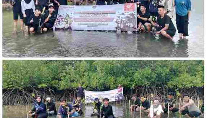 BEM UBB Bersama Honda Bangka Tanam Bibit Mangrove di Pantai Tiris