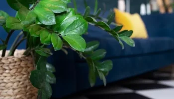 Rekomendasi Tanaman Hias Dalam Ruangan yang Cantik dan Menyegarkan