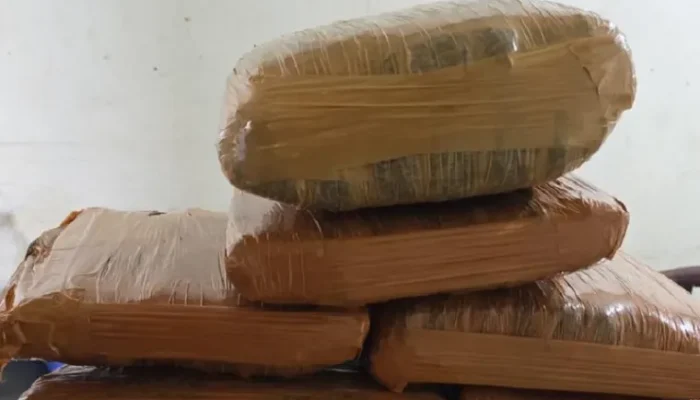 Petugas Bandara Minangkabau Gagalkan Pengiriman Dugaan 7 Kg Ganja ke Jakarta