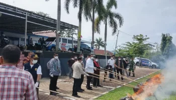 Polres Tanah Datar Musnahkan 27 Kg Ganja
