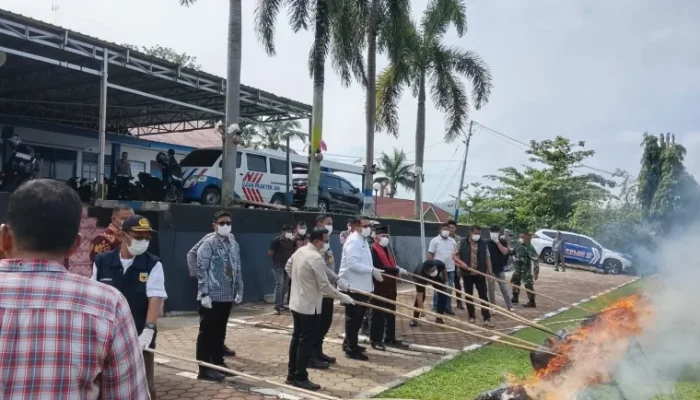 Polres Tanah Datar Musnahkan 27 Kg Ganja