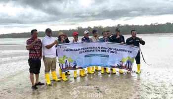 PT Timah Tbk Tanam Mangrove di Belitung, Perkuat Ketahanan Pesisir dan Ekonomi Masyarakat