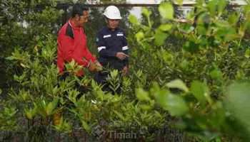 PT Timah Tbk Konsisten Dorong Pelestarian Lingkungan Melalui Program Seribu Pohon untuk Negeri