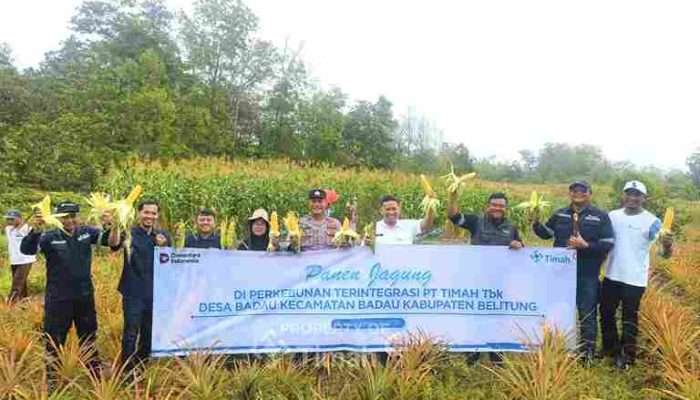 PT TIMAH Kembangkan Pertanian Jagung di Lahan Pascatambang Bersama Kelompok Tani di Belitung