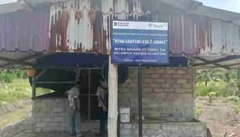PT TIMAH Perkuat Ekonomi Lokal Lewat Peternakan Ayam Kampung di Kabupaten Karimun