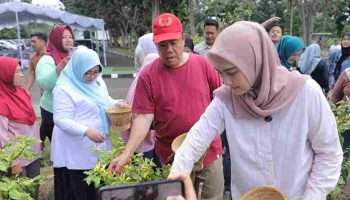 Gubernur Babel dan TP PKK Panen Cabai Bersama Masyarakat