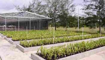 PT TIMAH Reklamasi Ratusan Hektar Lahan Pasca Tambang di Bangka Belitung